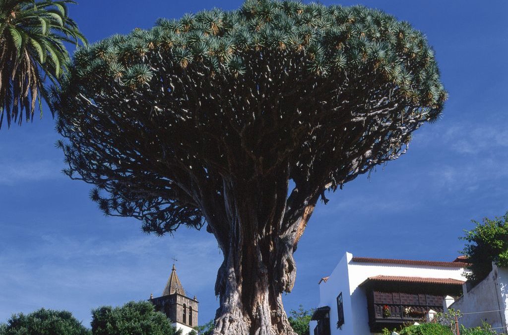 Parque del Drago